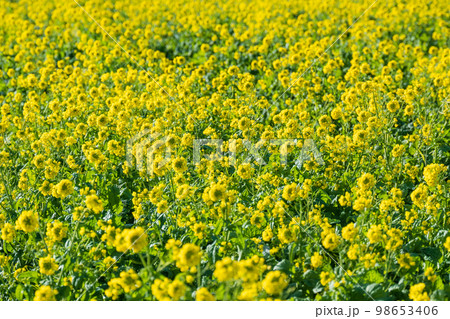 春を待つ南房総 鴨川の菜な畑ロード満開の菜の花が輝く 98653406