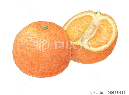 いよかん　水彩色鉛筆アナログイラスト 98653411