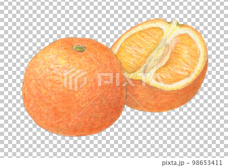 いよかん　水彩色鉛筆アナログイラスト 98653411