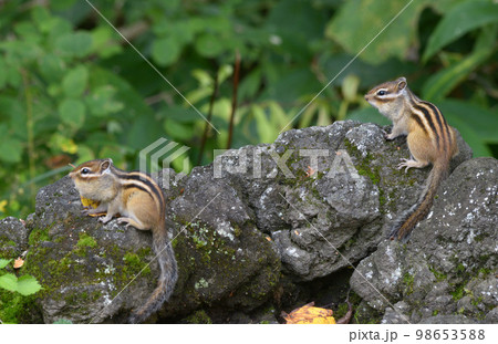 エゾシマリス 98653588