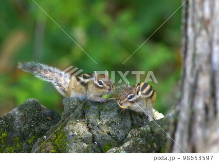 エゾシマリス 98653597