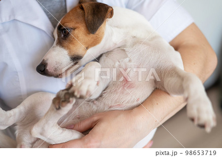 Veterinarian holding a jack russell terrier dog with dermatitis.  98653719