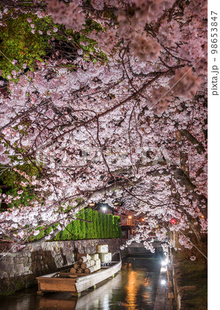 京都高瀬川　一之船入の夜桜と高瀬舟 98653847