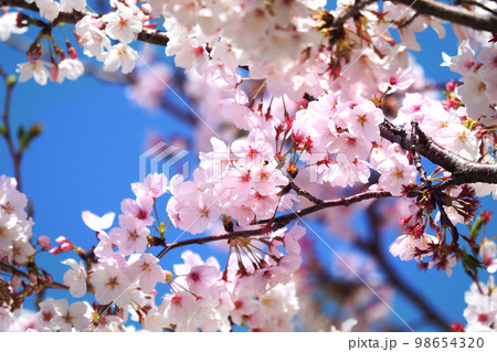 桜（ Cherry Blossom） 98654320