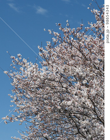 桜( Cherry Blossom) 桜( Cherry Blossom) 98654343