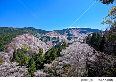 奈良　吉野　一目千本の山桜　中千本　上千本の満開の桜 98655006