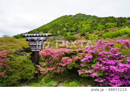 雲仙岳仁田峠のミヤマキリシマ群生 98655210
