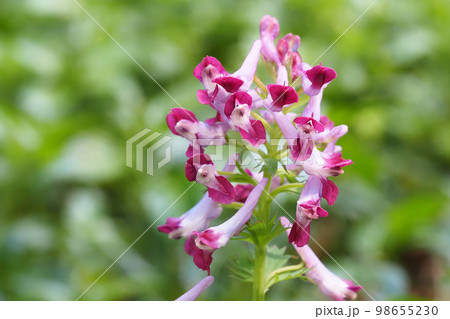 ムラサキケマンの花 ムラサキケマンの花 98655230