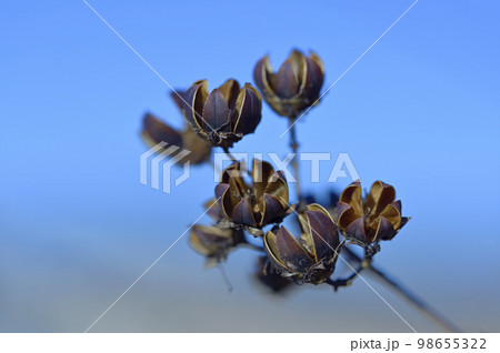 サルスベリの実（蒴果） 98655322