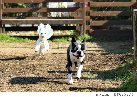 ドックランで競走するボストンテリアのマイティとエリザベスカラーを付けて頑張るトイプードルのベイリー 98655579