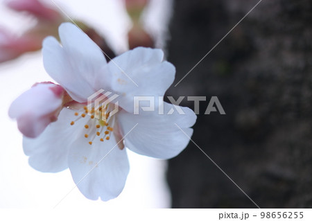 桜の花 ※アップ 桜の花 ※アップ 98656255