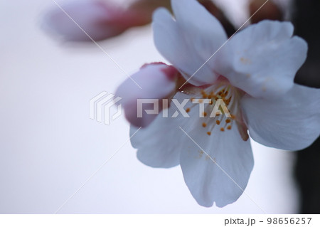 桜の花 ※アップ 桜の花 ※アップ 98656257