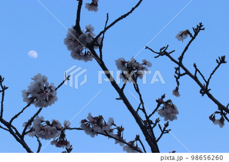 夕暮れの桜と白い月 98656260