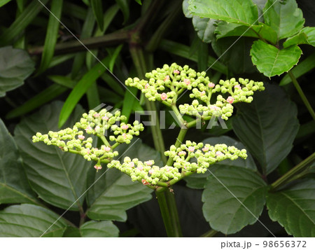 ヤブガラシの花 ヤブガラシの花 98656372