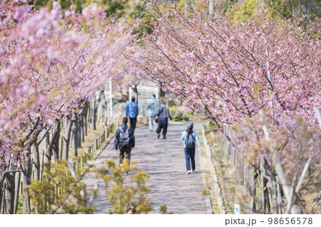 満開の河津桜と花見客 98656578
