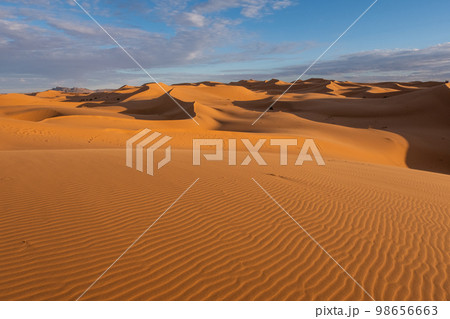 The vast orange dunes of the Sahara desert and its barren vegetation 98656663