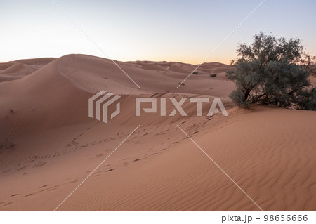 The vast orange dunes of the Sahara desert and its barren vegetation The vast orange dunes of the Sahara desert and its barren vegetation 98656666