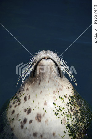 Common goose head swimming across the water surface 98657448