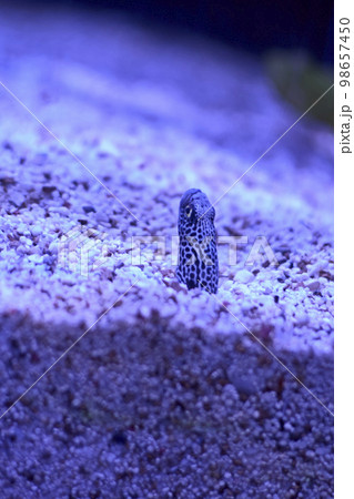 Planter eel coming out from the sand 98657450