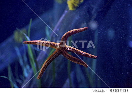 Starfish on wood at the bottom of the sea 98657453