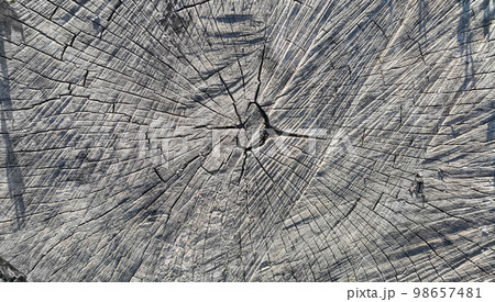 A close-up of a saw cut of a large stump 98657481