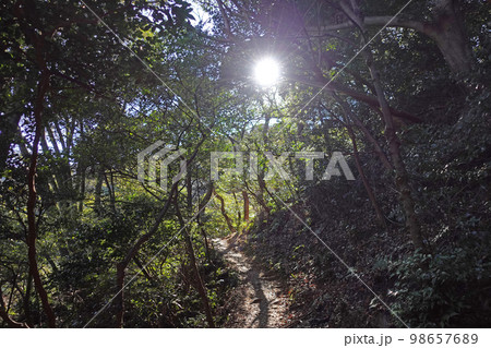 湖西連峰ハイキングコースの景色 湖西連峰ハイキングコースの景色 98657689