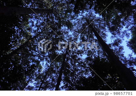 湖西連峰ハイキングコースの景色 湖西連峰ハイキングコースの景色 98657701