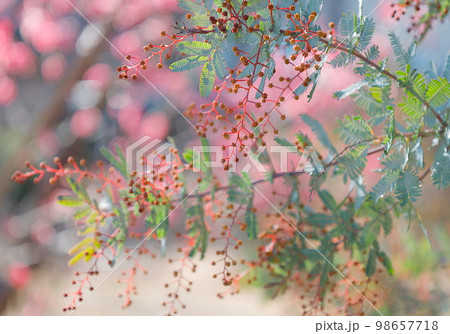 春色のミモザアカシア（プルプレア）の蕾の写真素材 [98657718] - PIXTA