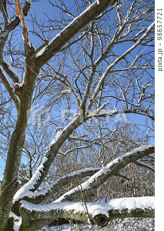木の枝に積もった雪の風景 木の枝に積もった雪の風景 98657721