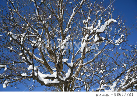 木の枝に積もった雪の風景 98657731