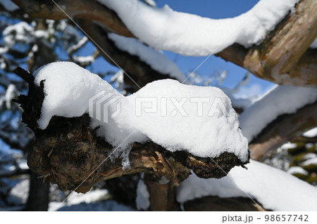 木の枝に積もった雪の風景 98657742