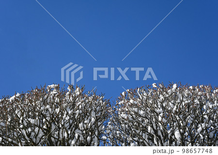 梅の木に積もった雪と青空の風景 98657748