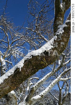 木の枝に積もった雪の風景 木の枝に積もった雪の風景 98657753