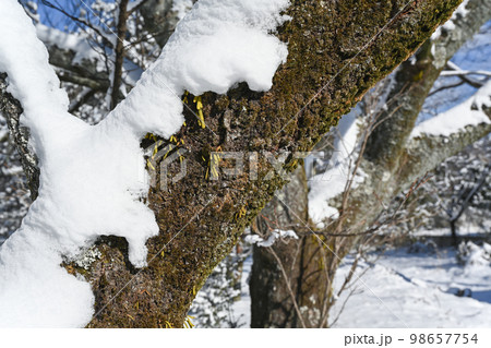 木の枝に積もった雪の風景 98657754