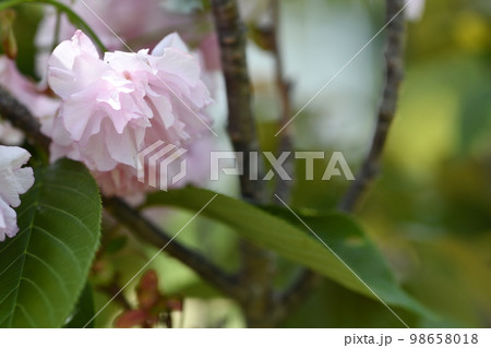 春の日差しを浴びた八重の鮮やかなピンク色の桃の花 春の日差しを浴びた八重の鮮やかなピンク色の桃の花 98658018