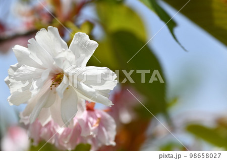 日差しを浴びて明るい花びらの純白の桃の花 日差しを浴びて明るい花びらの純白の桃の花 98658027