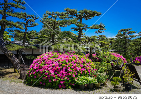 春の高松城玉藻公園 披雲閣庭園（香川県高松市） 98658075