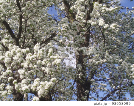 Flowering spring trees. Beautiful garden. 98658099