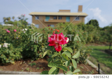 荒尾市　おもやい市民花壇　バラの花、 98658242
