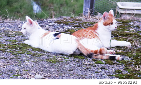 仲良しの猫 お尻を合わせて仲良く座る二匹の野良猫 98658293