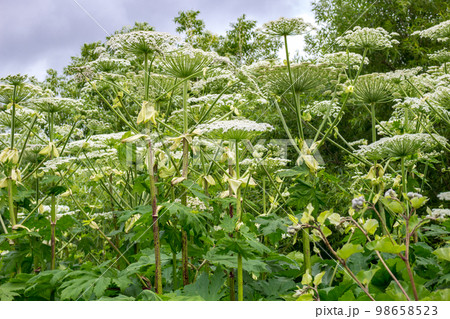 Plant Heracleum (Borshevik Sosnovsky), a poisonous plant Plant Heracleum (Borshevik Sosnovsky), a poisonous plant 98658523