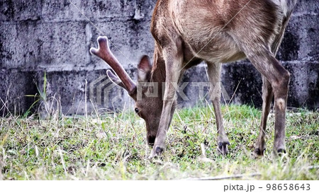 阿嘉島にいる草を食べるケラマジカ 98658643