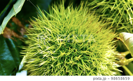 たわわに実った青い栗 98658659