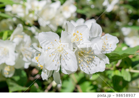 Beautiful bloom of white jasmine flowers on the branches 98658937