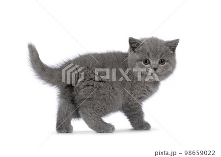 British Shorthair cat kitten on white background British Shorthair cat kitten on white background 98659022