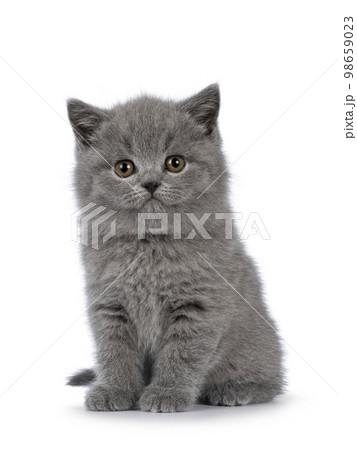 British Shorthair cat kitten on white background British Shorthair cat kitten on white background 98659023