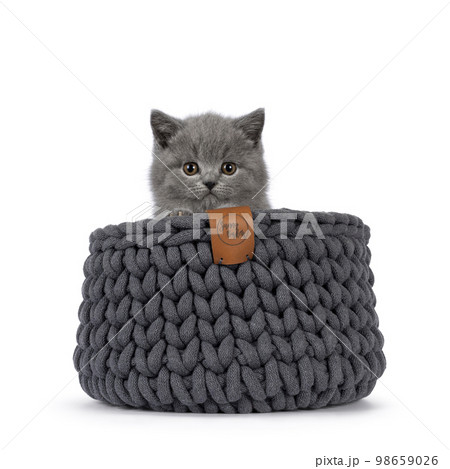 British Shorthair cat kitten on white background British Shorthair cat kitten on white background 98659026