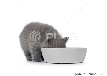 British Shorthair cat kitten on white background British Shorthair cat kitten on white background 98659027