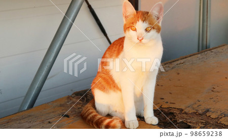 夕方に佇む野良猫 夕方に佇む野良猫 98659238