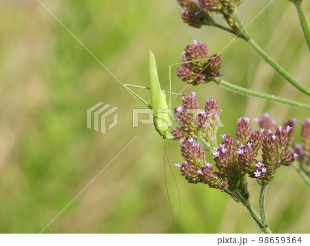 ヤナギハナガサの花にツユムシ（昆虫） 98659364